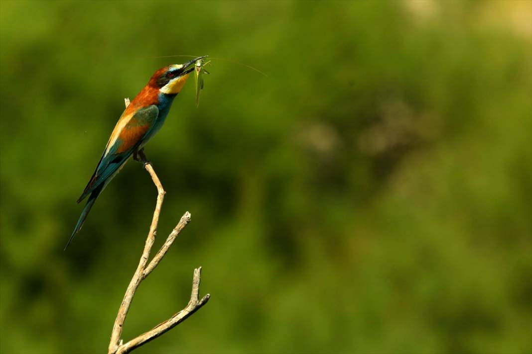 Yazın habercileri döndü! Konya semaları tuvale dönüştü 2